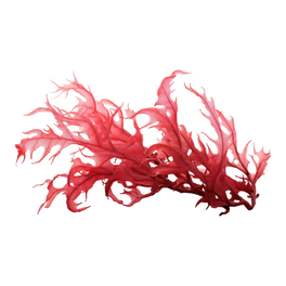 Algue Rouge