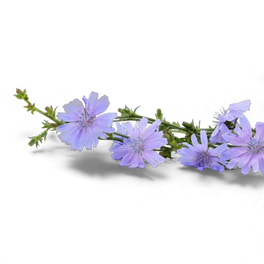 Inuline