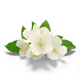 Jasmin
