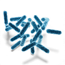 Lactobacillus ferment
