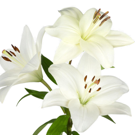 Lys blanc