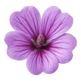 Mauve