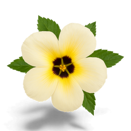 Nasturtium officinale