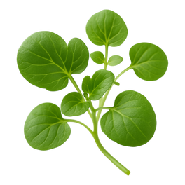 Watercress
