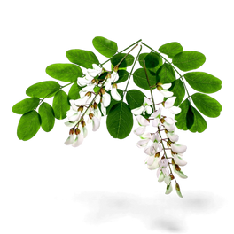 Acacia