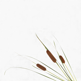 Acore odorant 