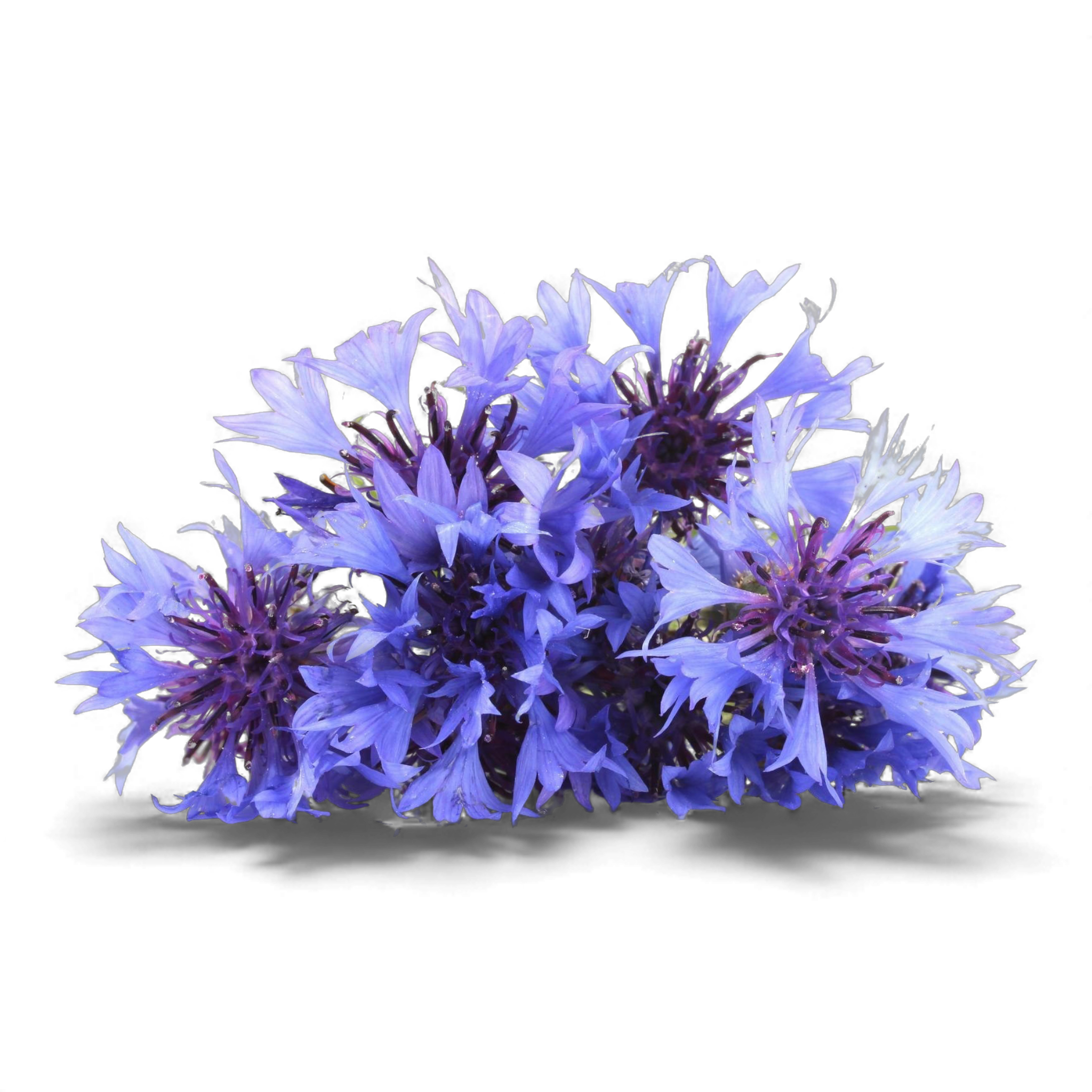 Bleuet