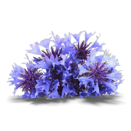 Bleuet