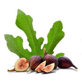 Feuille de figuier