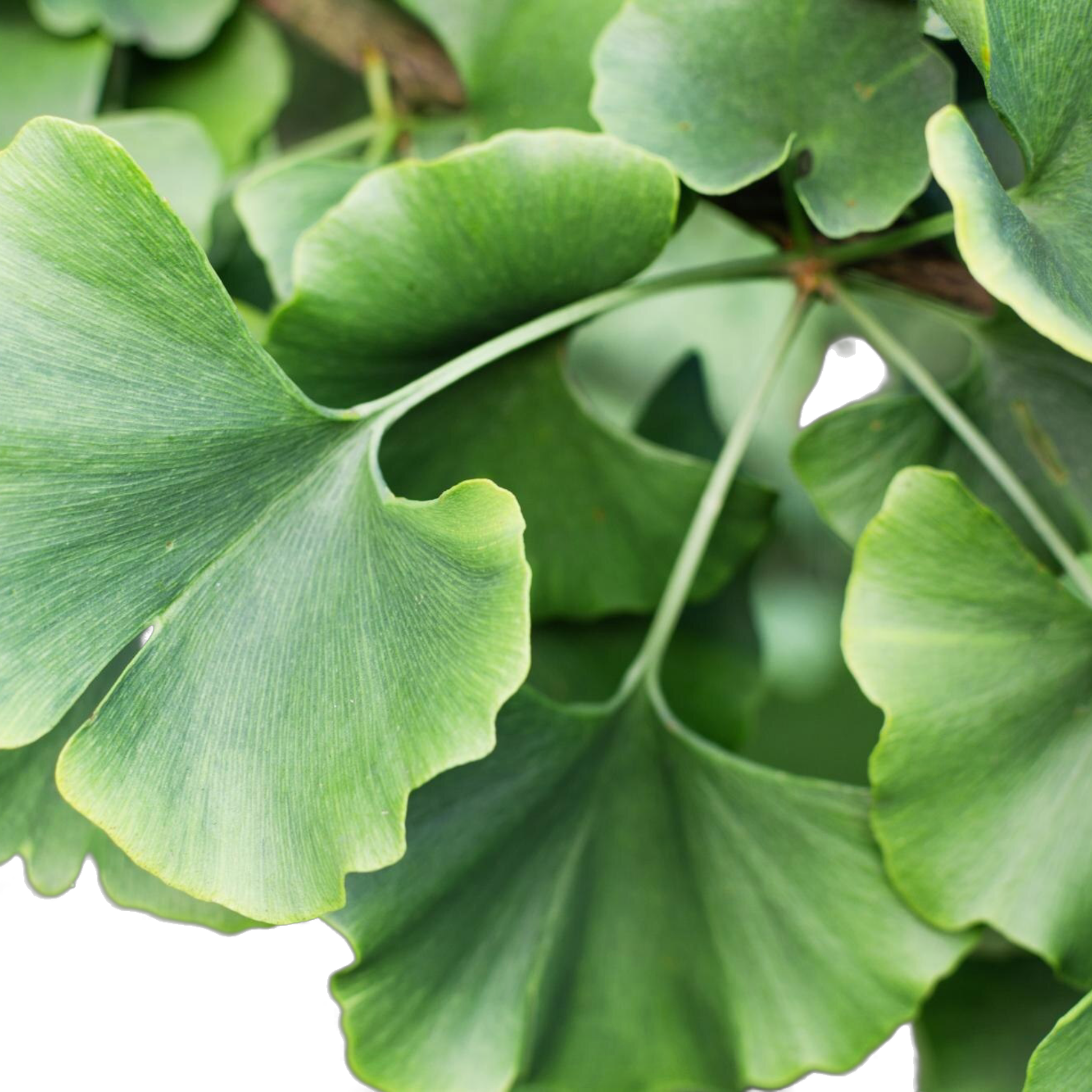 Ginkgo biloba