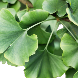 Ginkgo biloba