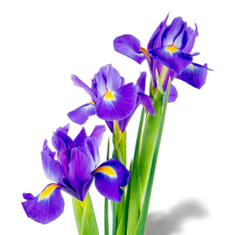 Iris