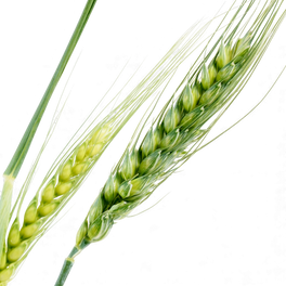 Oryza sativa