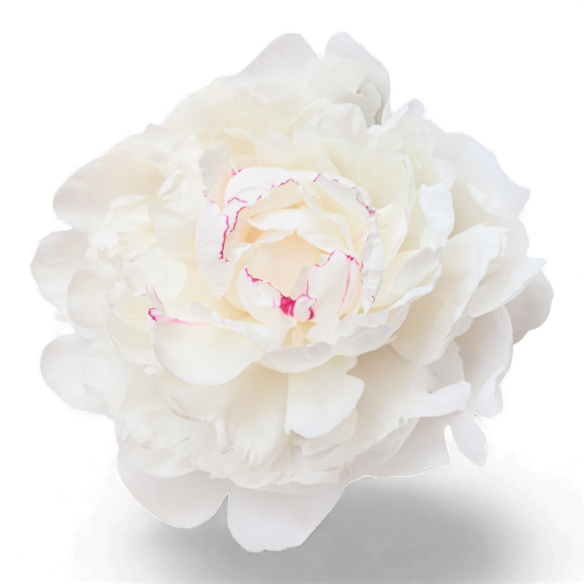 Pivoine blanche