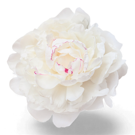 Pivoine blanche