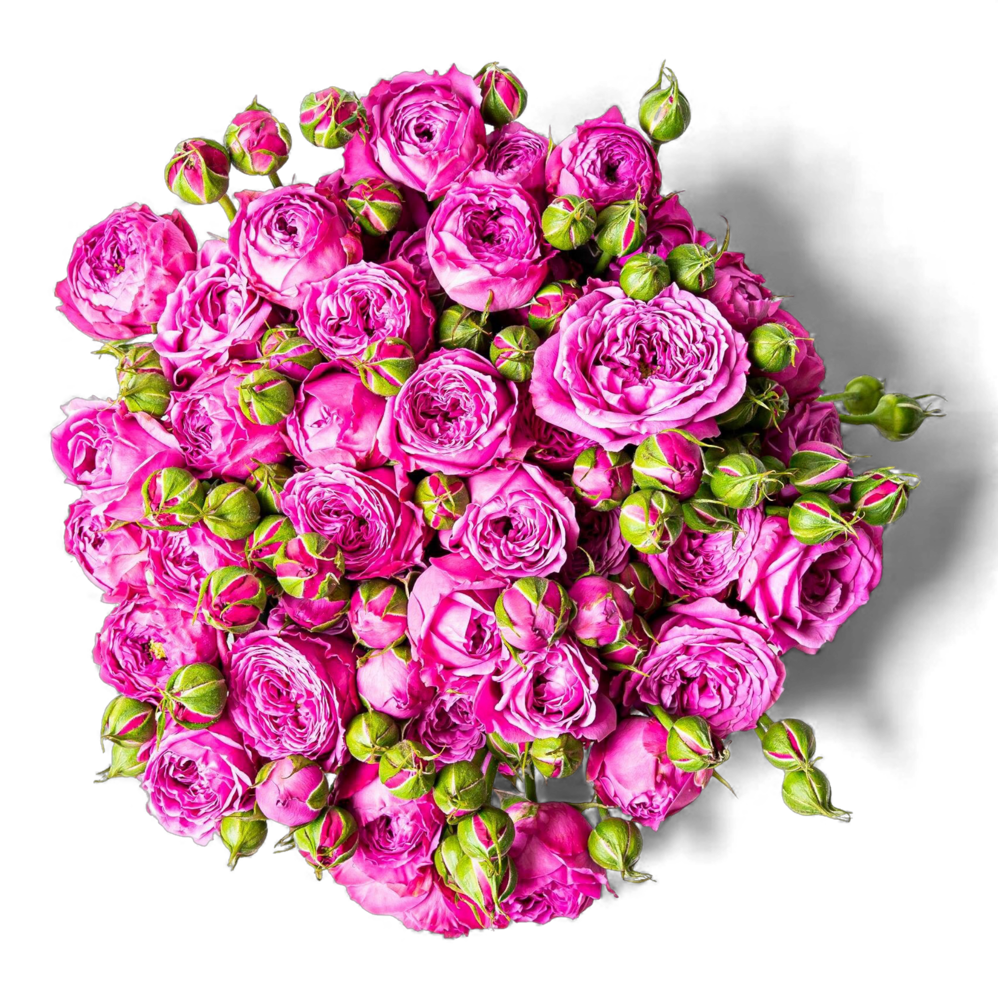 Rose de Damas 