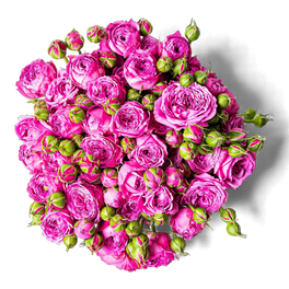 Rose de Damas 