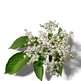 Fleur de sureau 