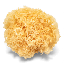 Tremella