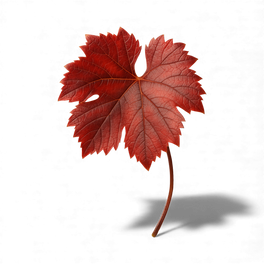 Vigne rouge