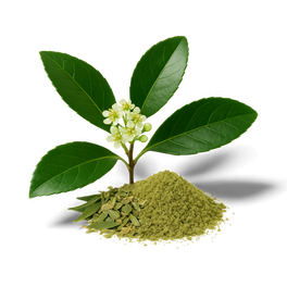 Yerba maté